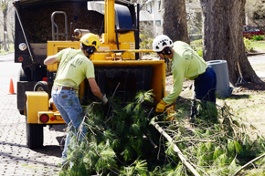 Chipping a stump. 