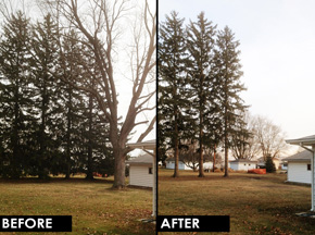 Before and after image of pruning. 